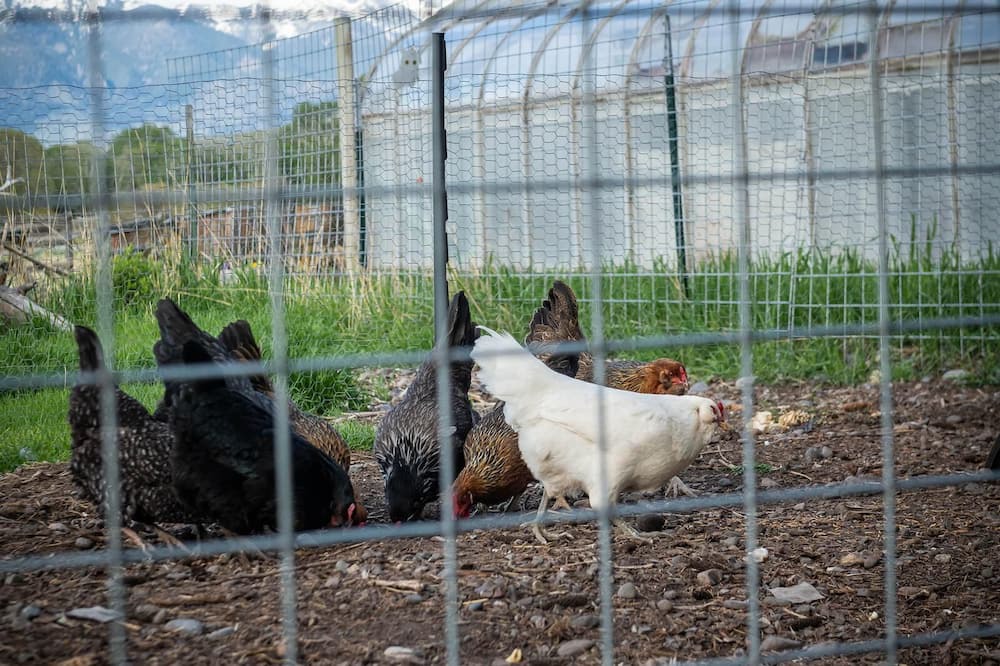 Photo of Others in Pray