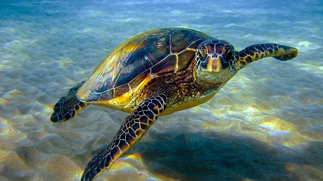 Photo of Others in Pupukea