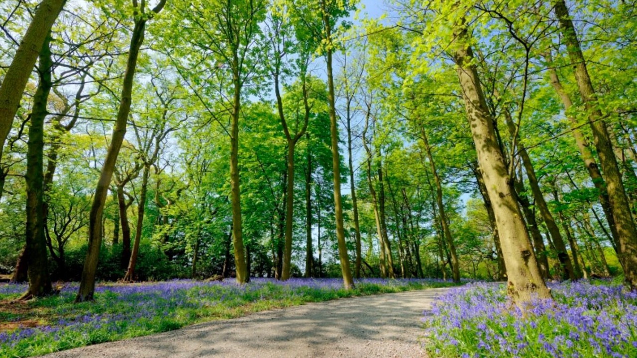 Photo of Outdoor in Alden Bridge