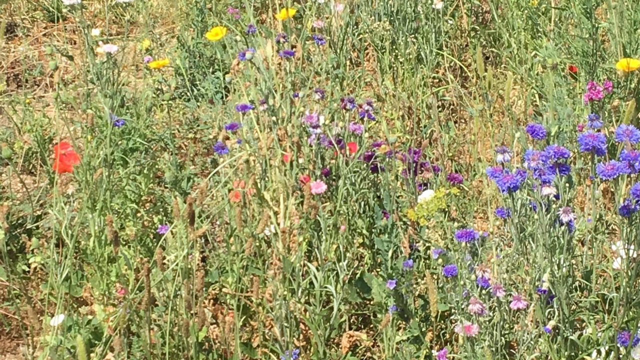 Photo of Outdoor in Montbolo