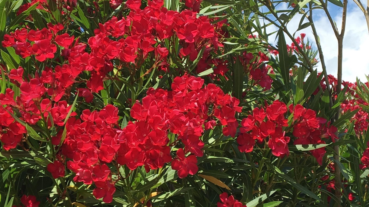 Photo of Outdoor in Montbolo