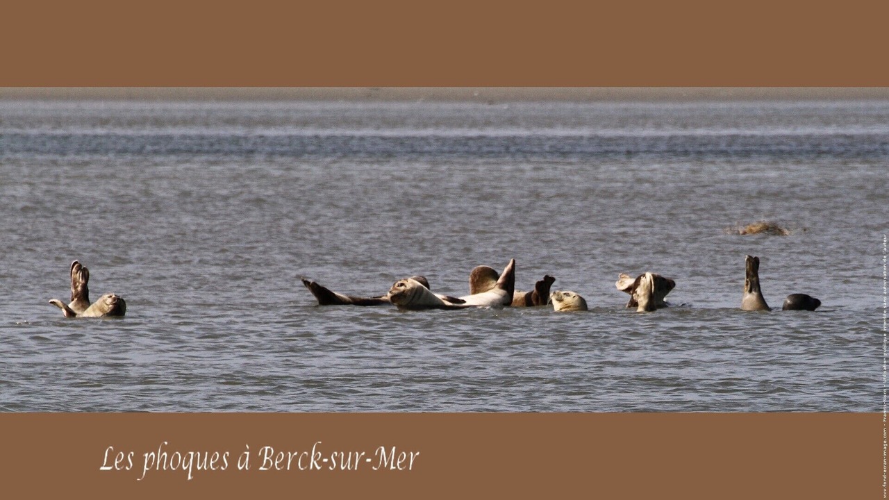 Photo of Others in Berck-sur-Mer