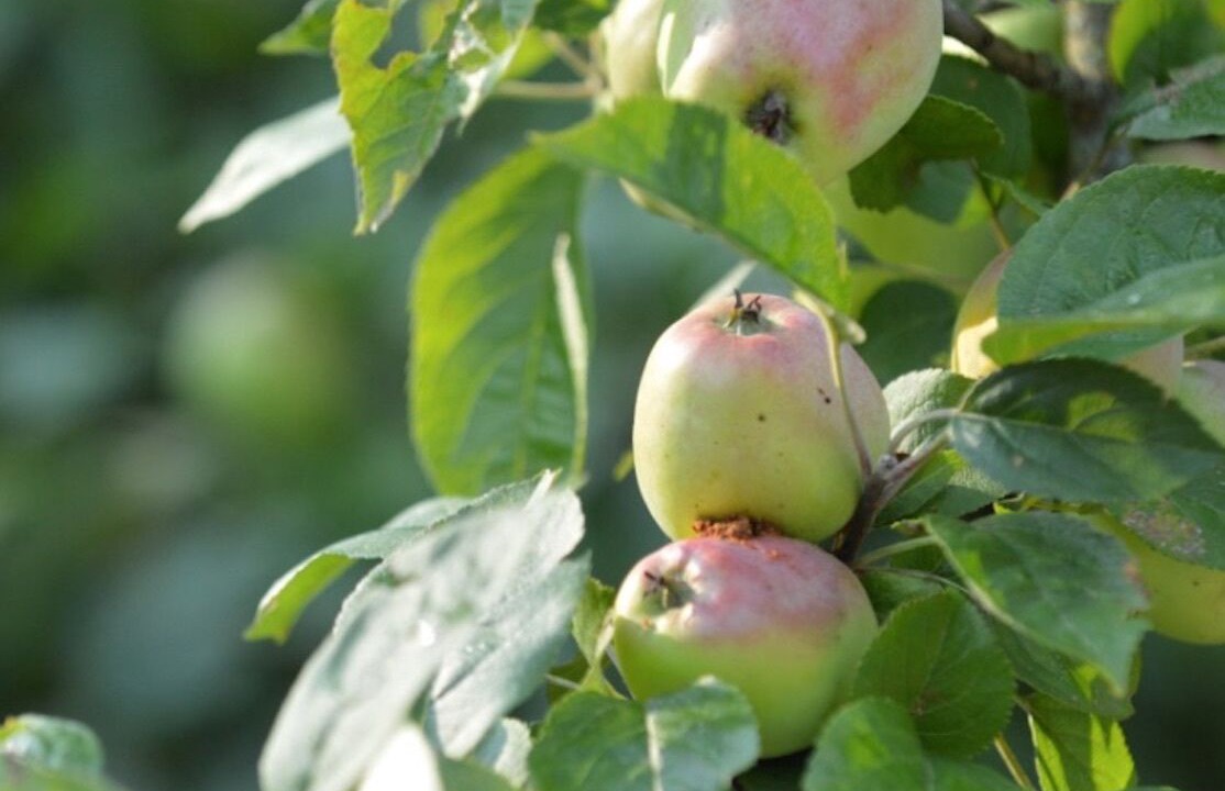 Photo of Outdoor in Chamberet