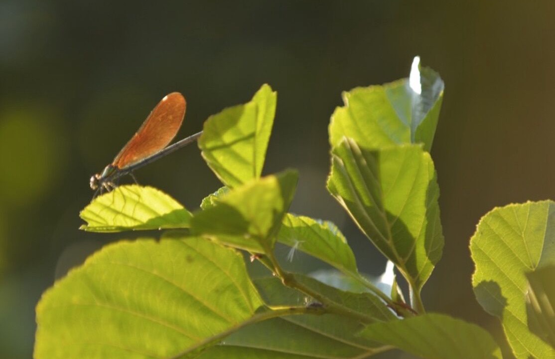 Photo of Outdoor in Chamberet