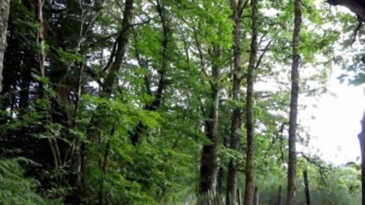 Photo of Outdoor in Chamberet