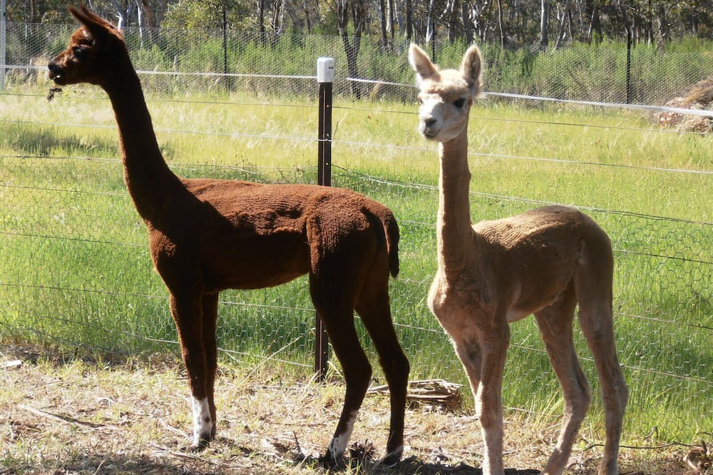 Photo of Others in Napoleon Reef