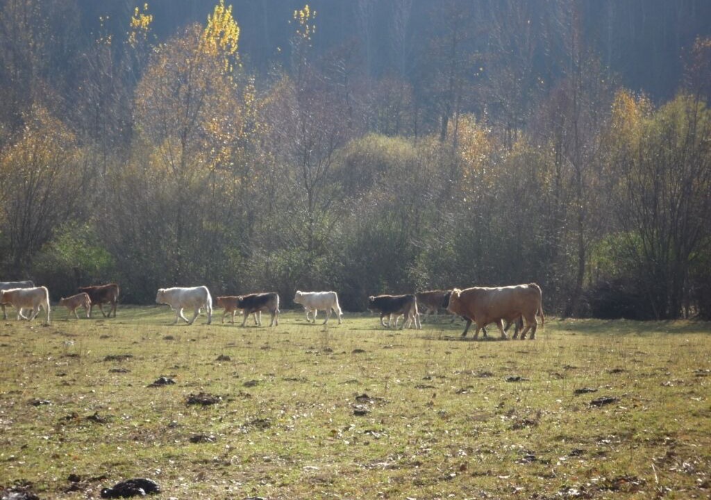 Photo of Outdoor in Setcases