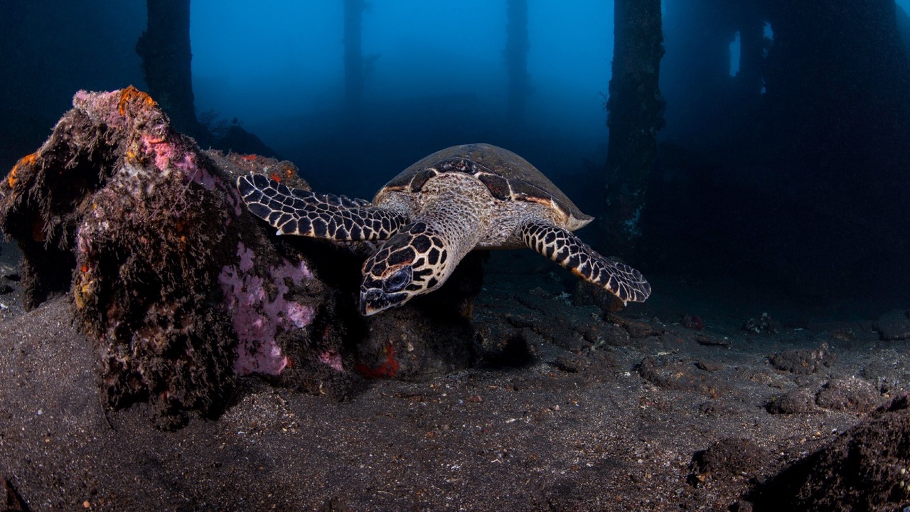 Photo of Others in Kubu