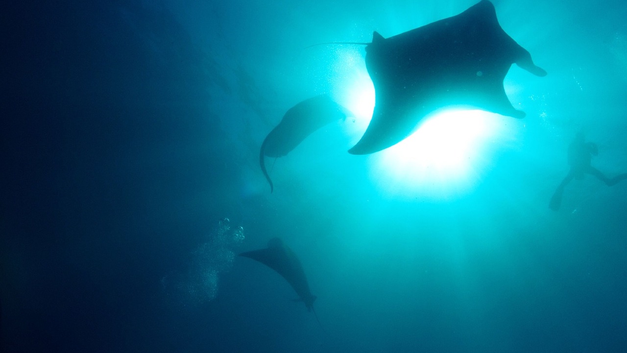 Photo of Others in Kubu