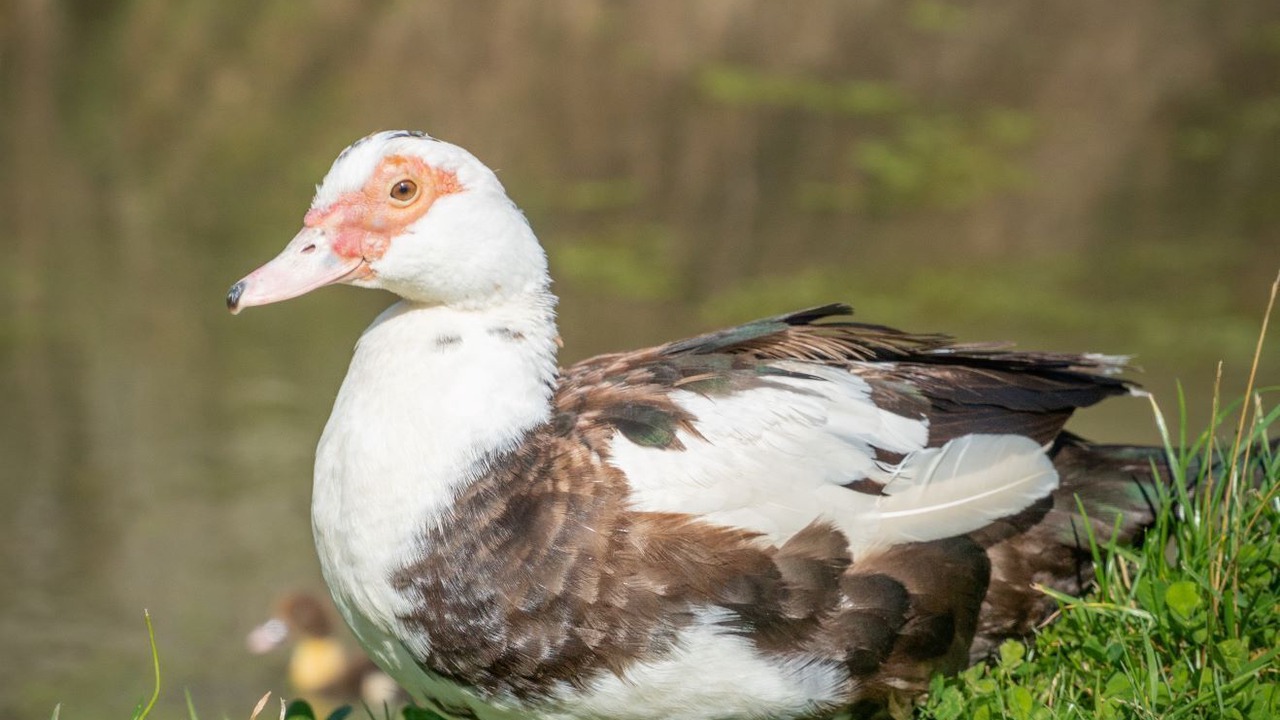 Photo of Outdoor in Pickering