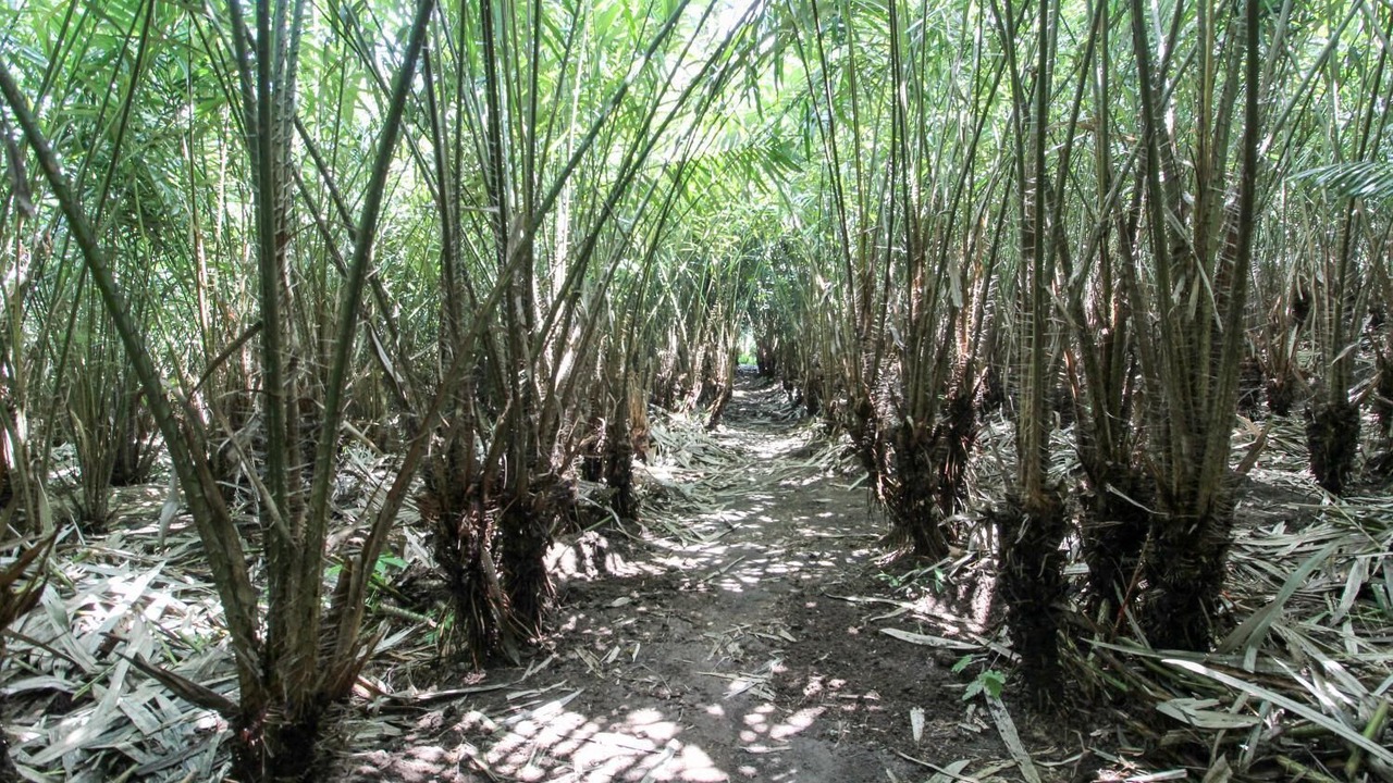 Photo of Outdoor in Pakem