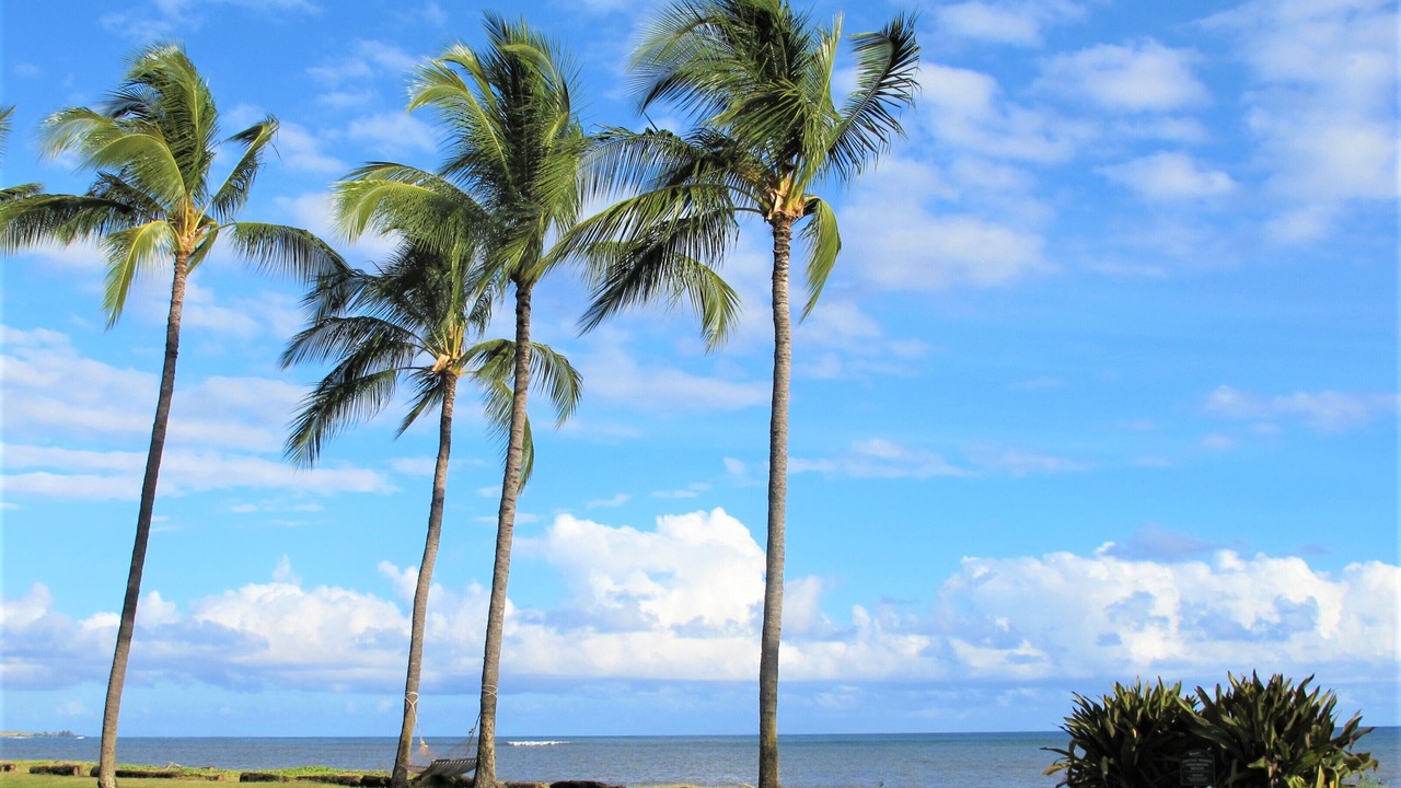Photo of Others in Waimea