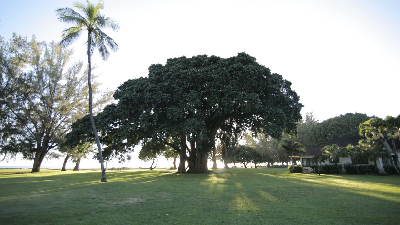 Photo of Others in Waimea