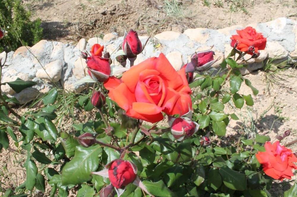Photo of Outdoor in Font-Rubi