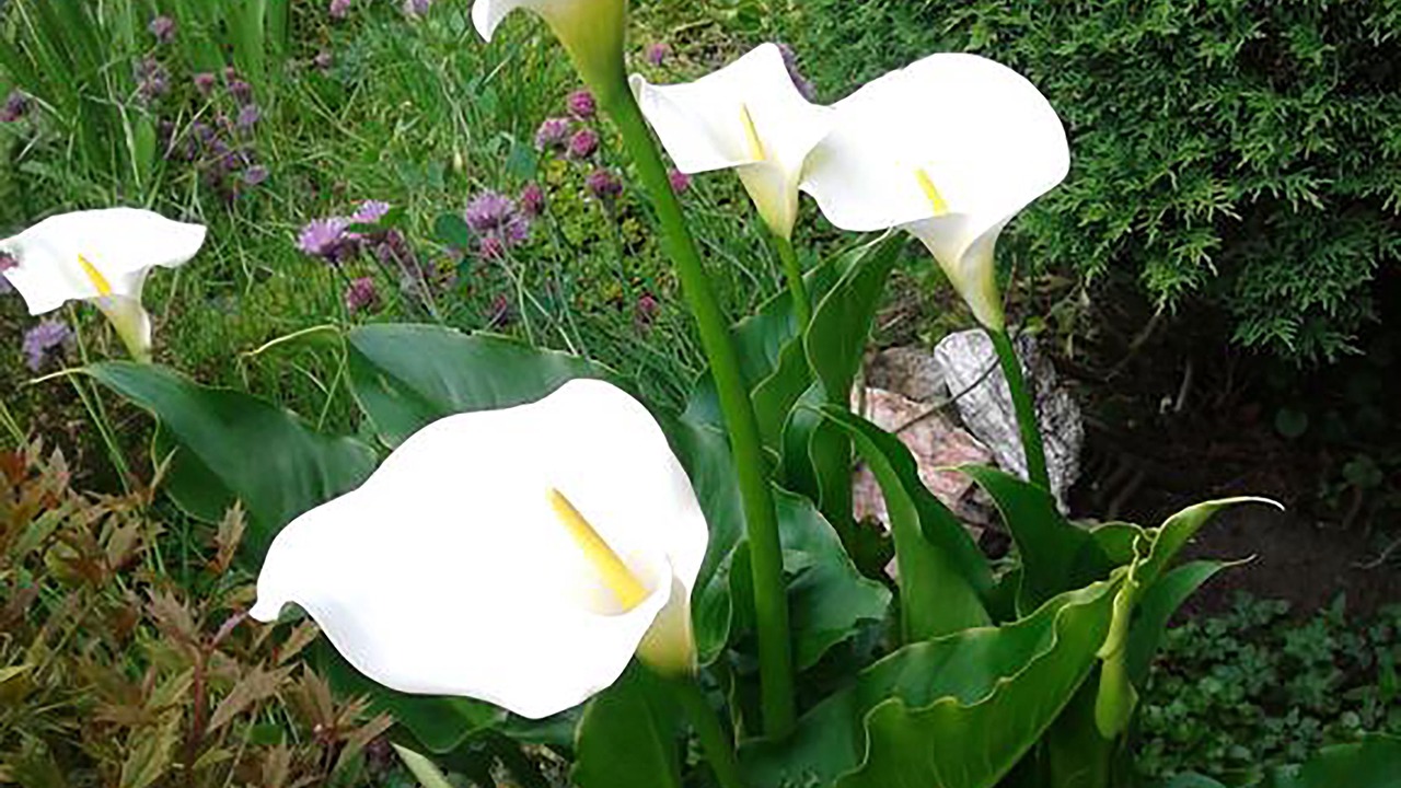 Photo of Outdoor in Trafford