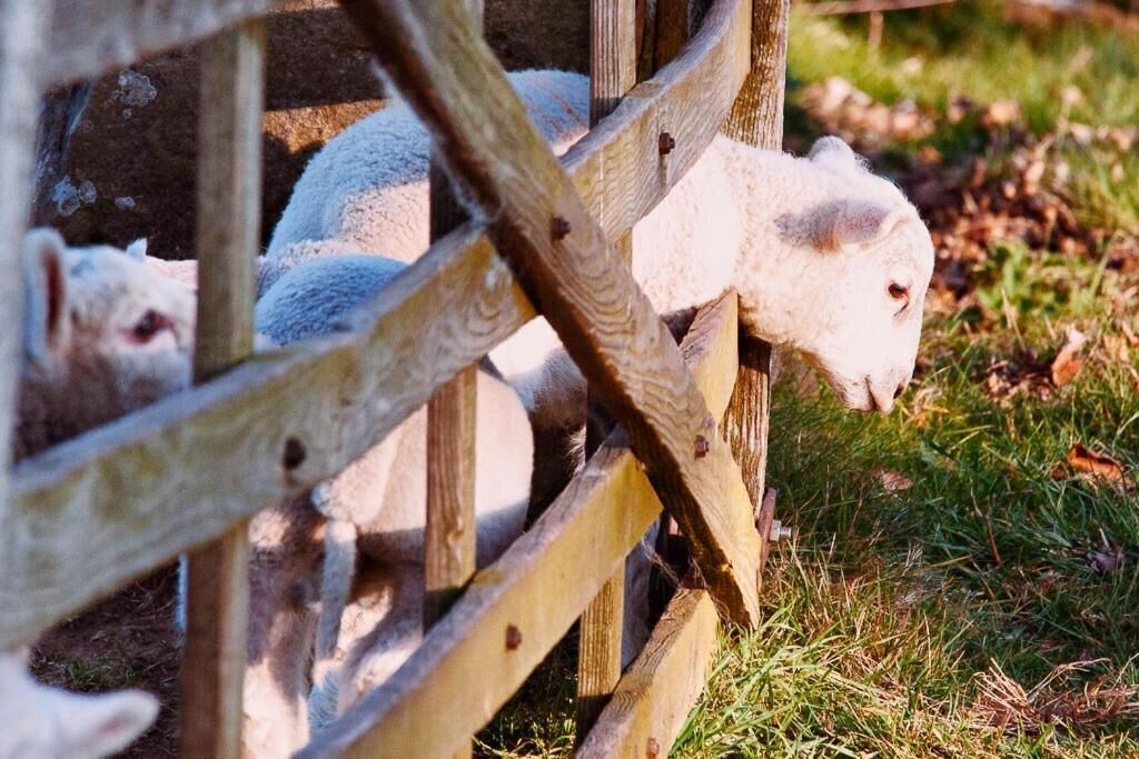 Photo of Outdoor in Ainthorpe