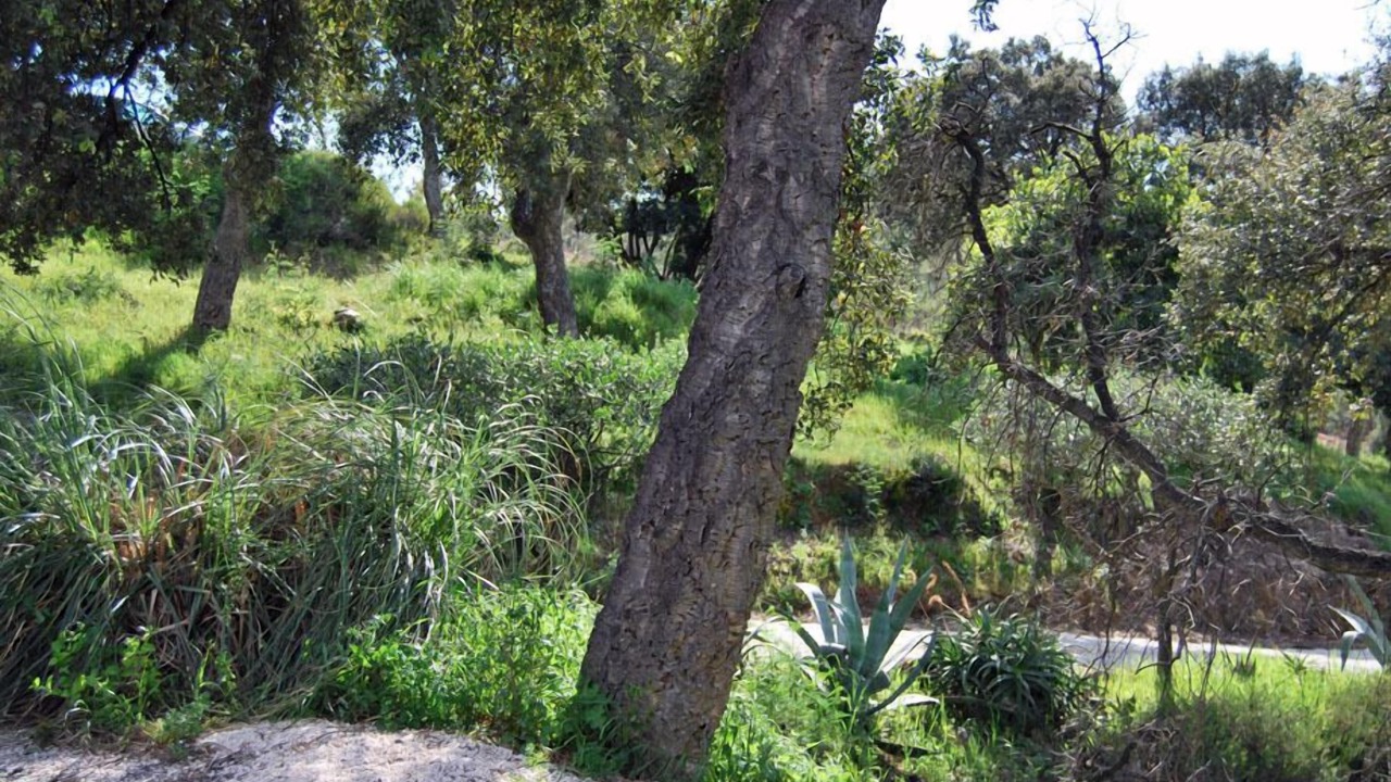 Photo of Outdoor in Bormes-Les-Mimosas