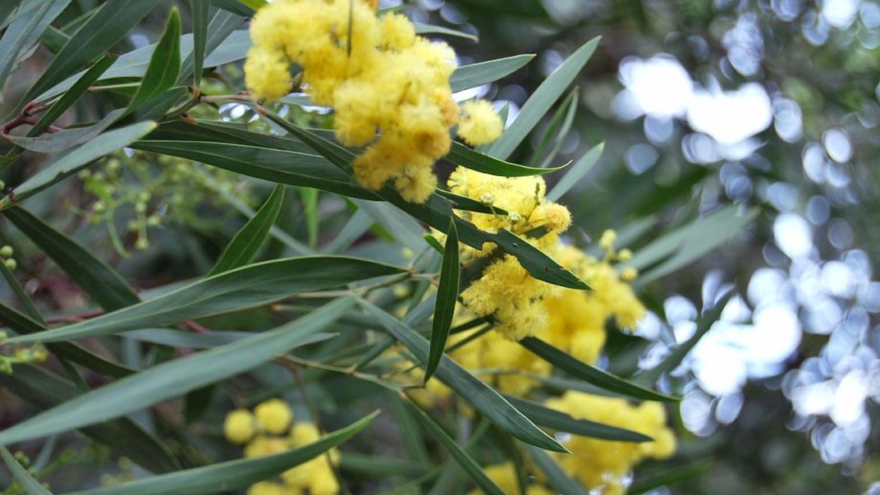 Photo of Outdoor in Bormes-Les-Mimosas