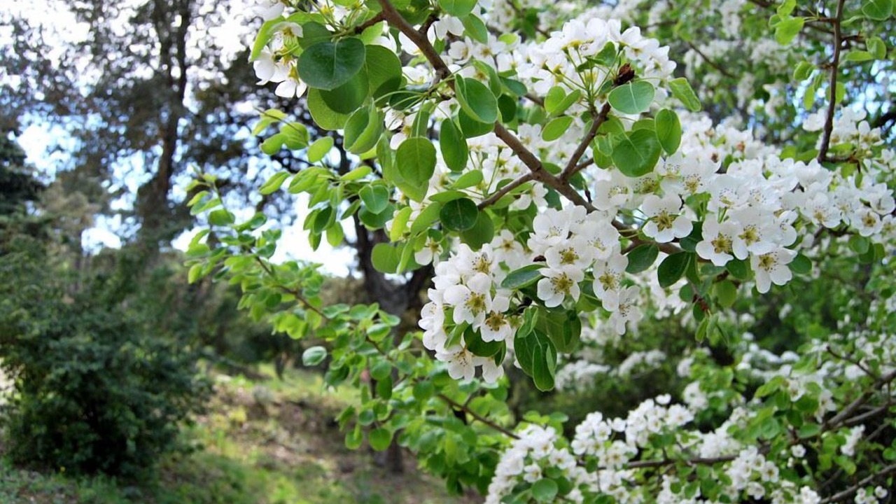 Photo of Outdoor in Bormes-Les-Mimosas