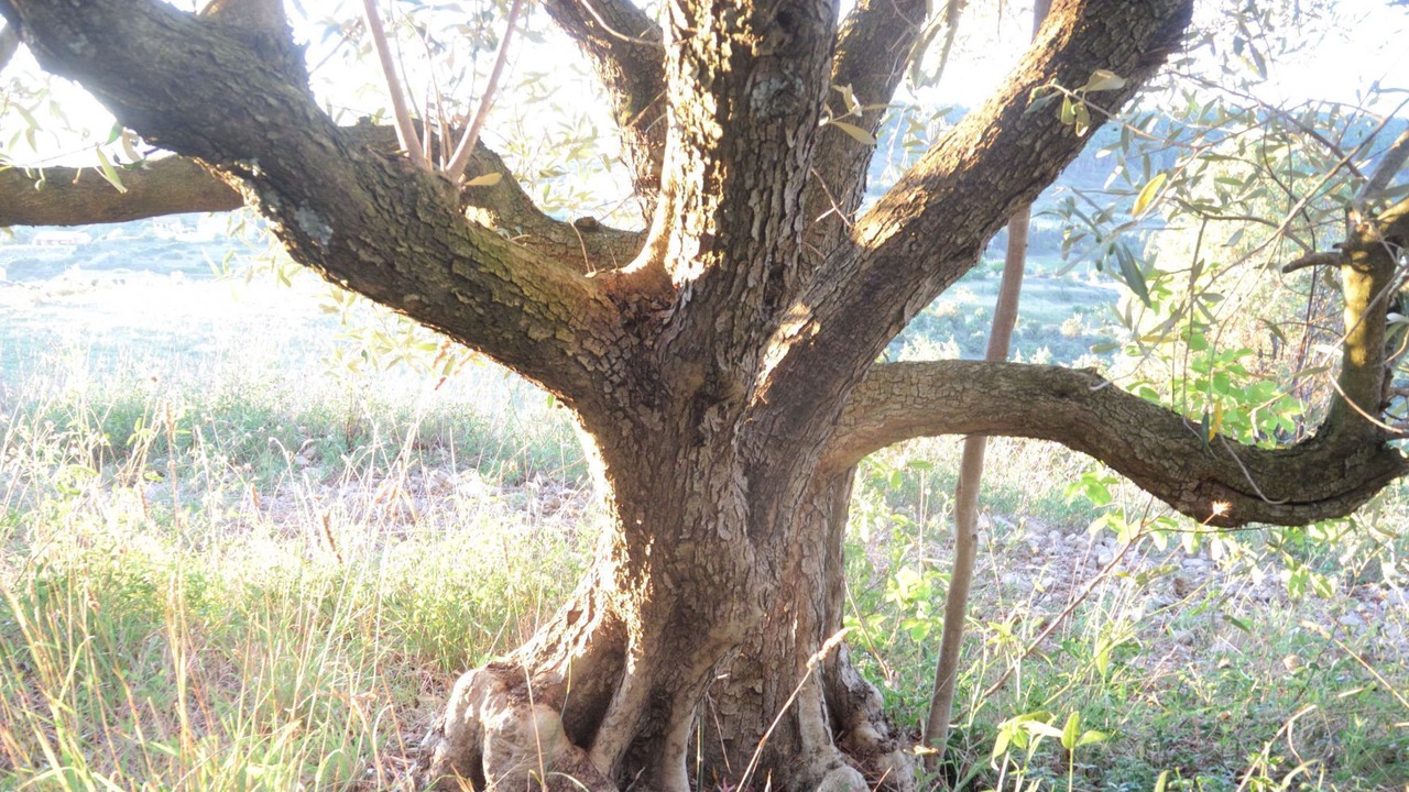 Photo of Outdoor in Lagorce