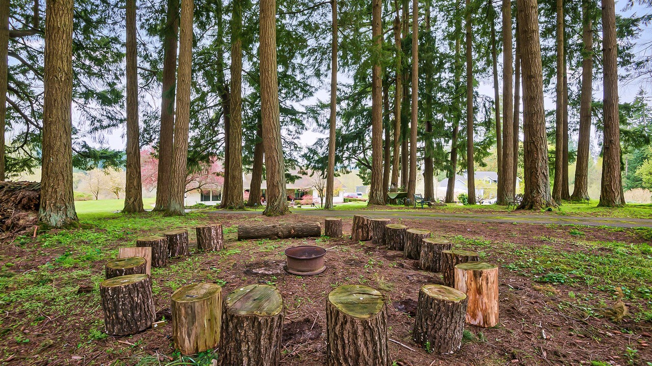 Photo of Outdoor in Meadow Glade