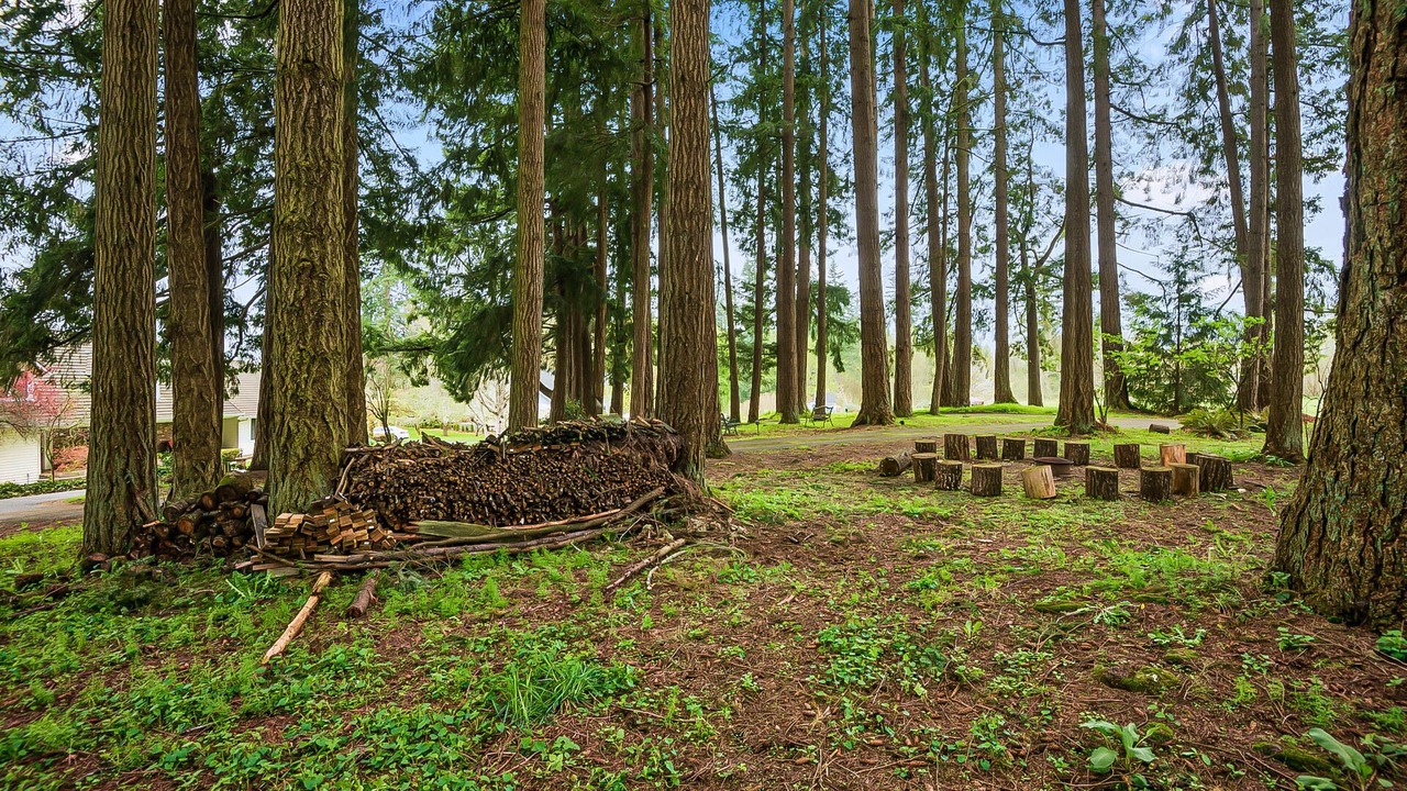 Photo of Outdoor in Meadow Glade