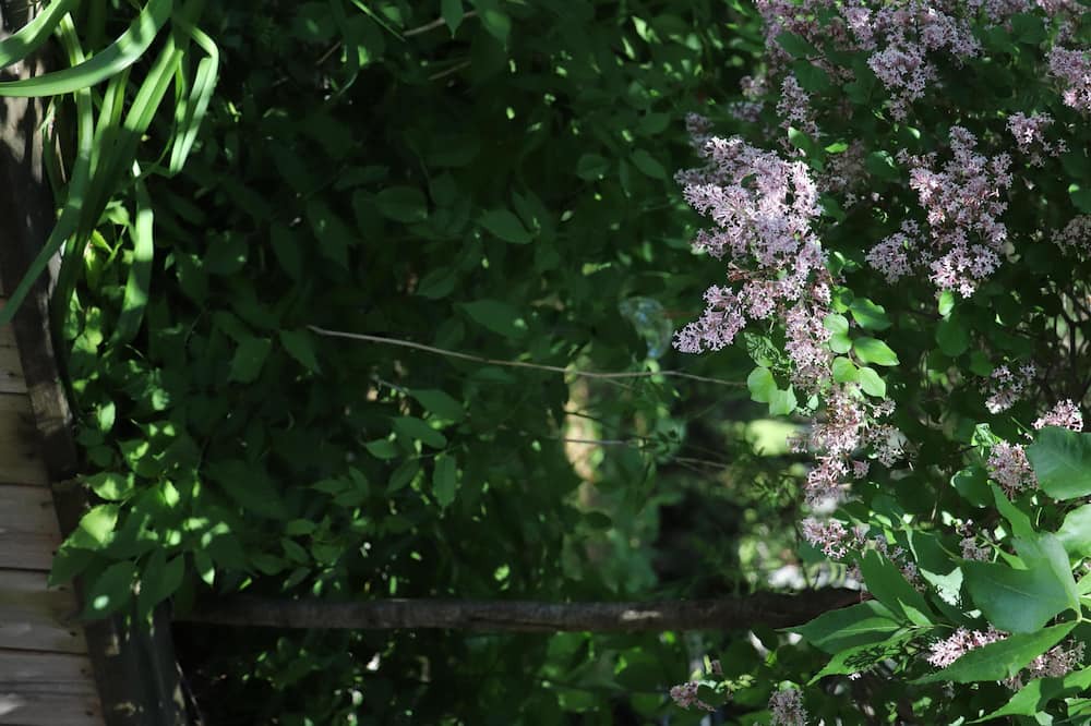 Photo of Outdoor in Pincourt
