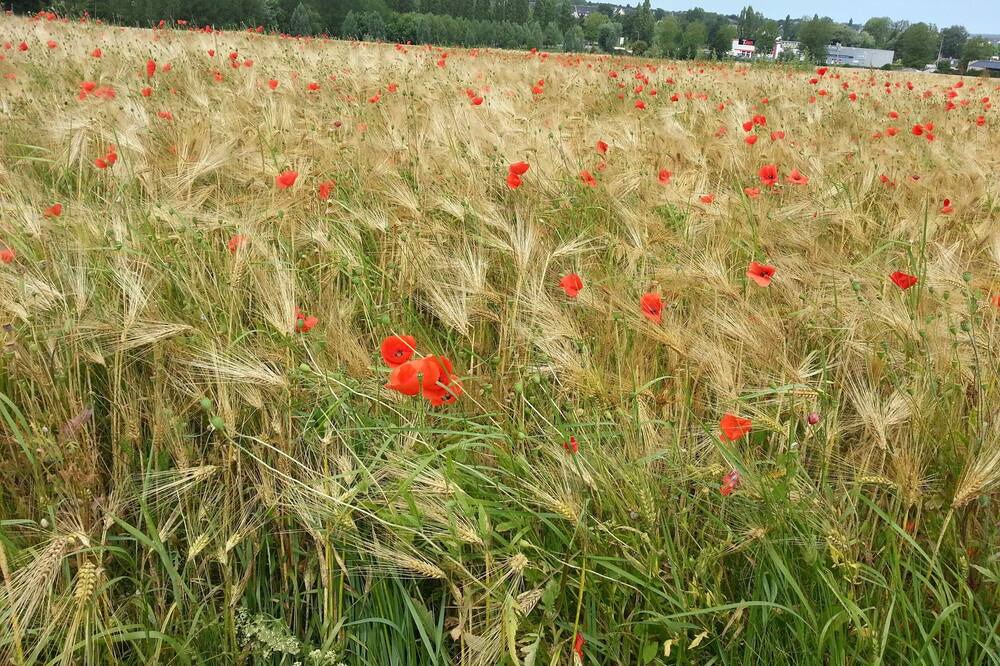 Photo of Outdoor in Nonant