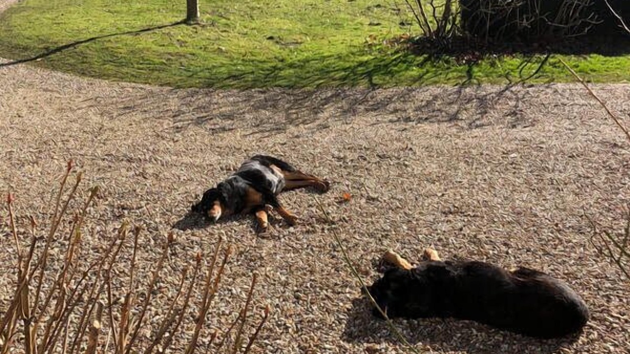 Photo of Others in Forest-Montiers