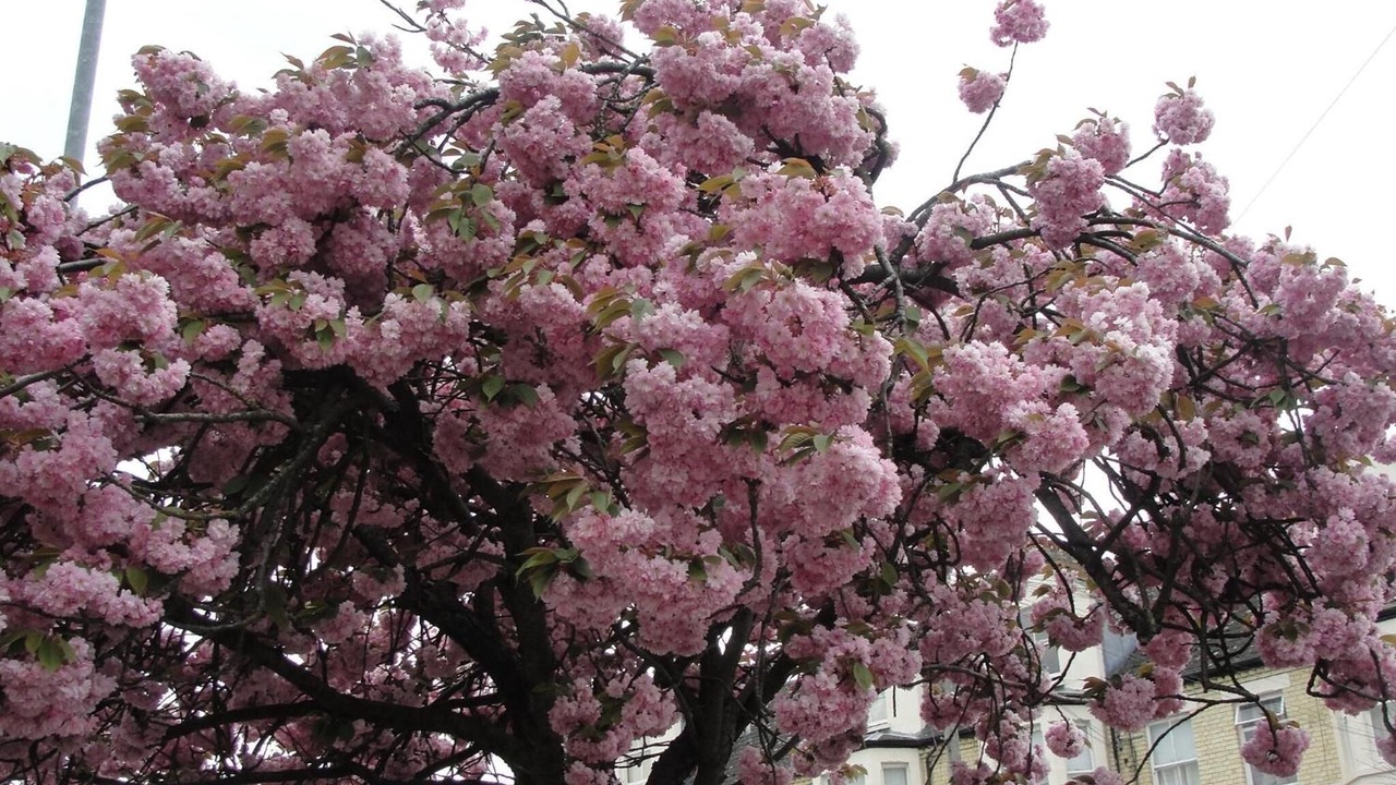 Photo of Outdoor in Cambridge