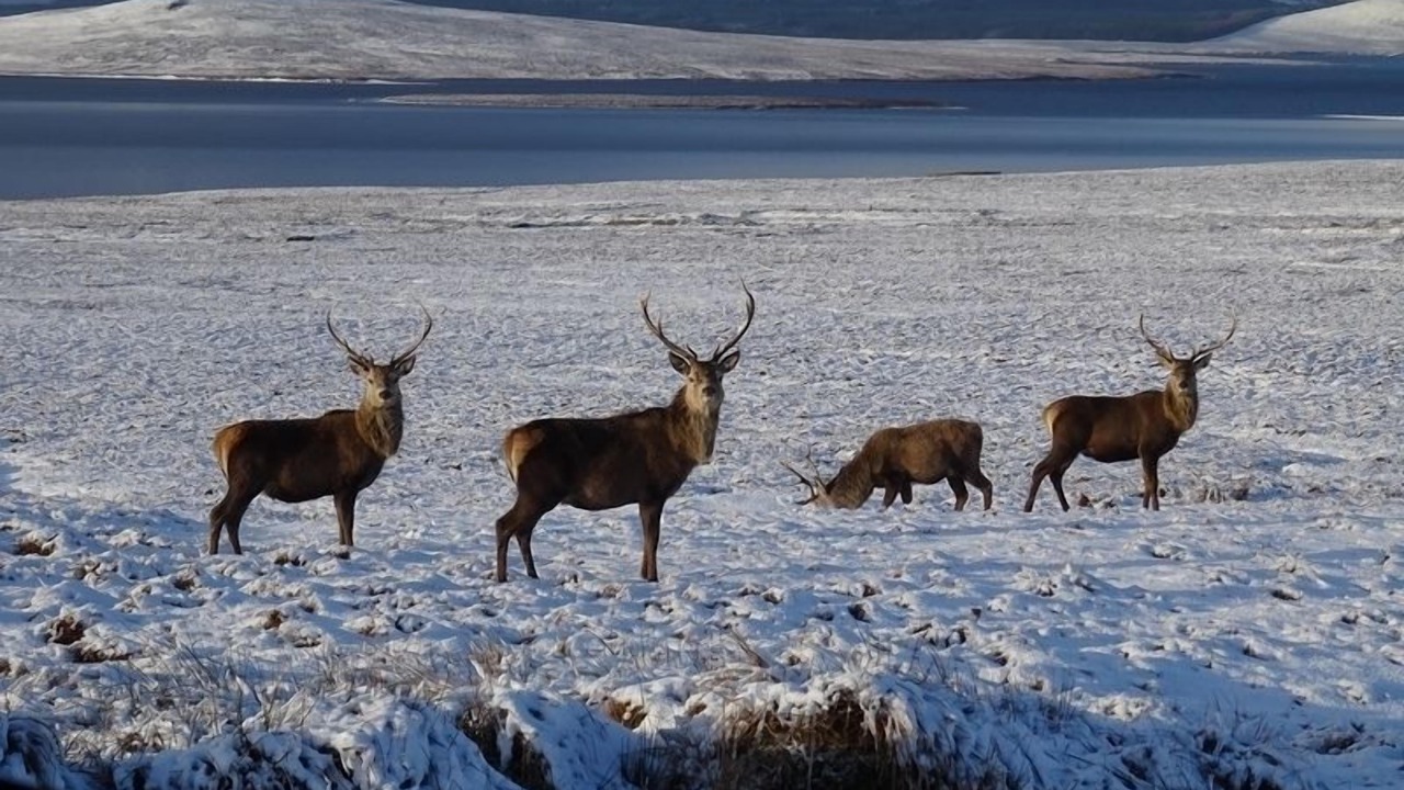 Photo of Others in Kinbrace