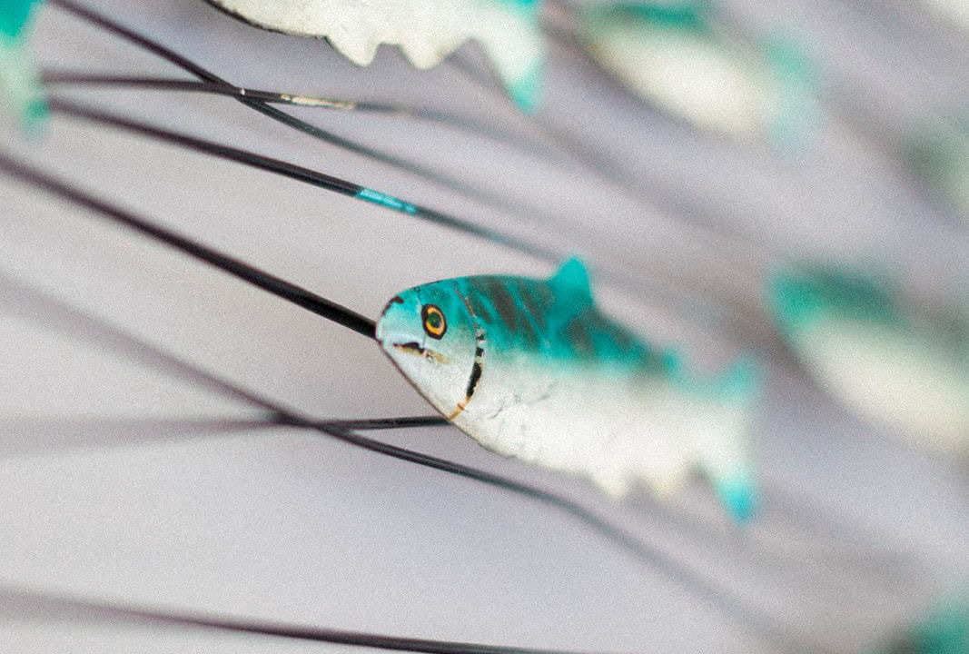 Photo of Others in Indian Harbour