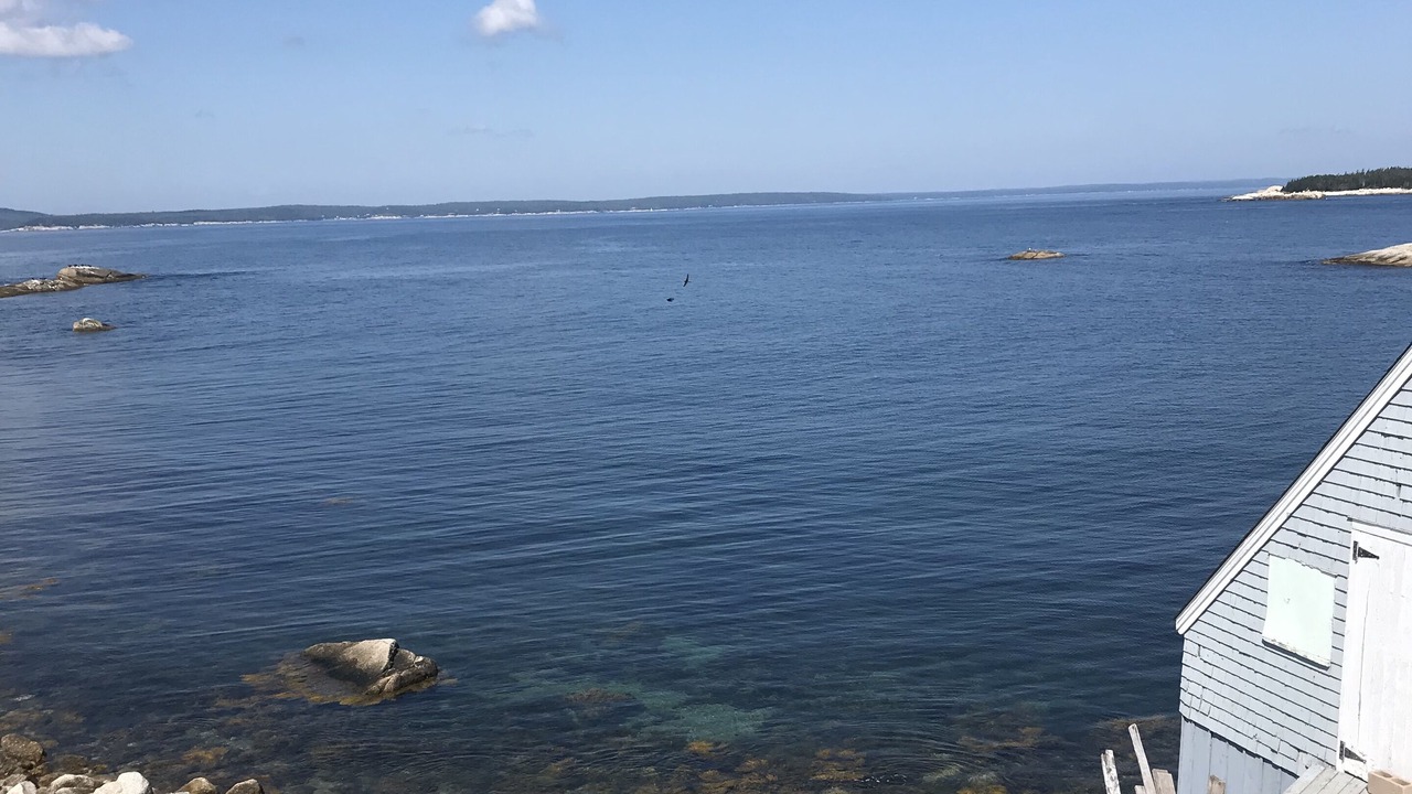 Photo of Others in Indian Harbour