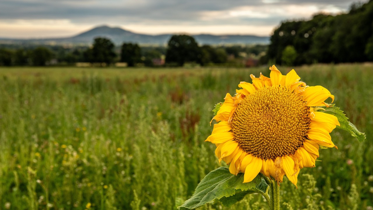 Photo of Outdoor in Wichenford