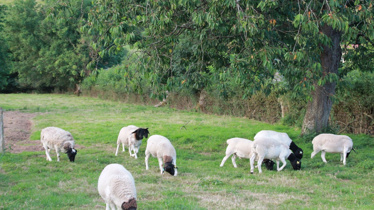 Photo of Others in Mesnil-Follemprise