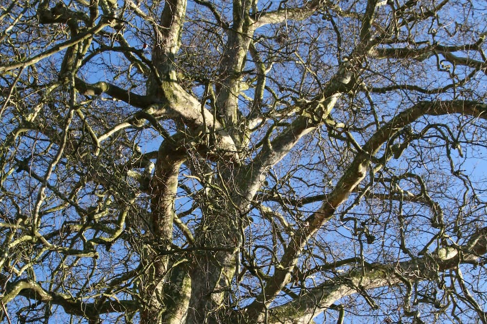 Photo of Outdoor in Toeufles