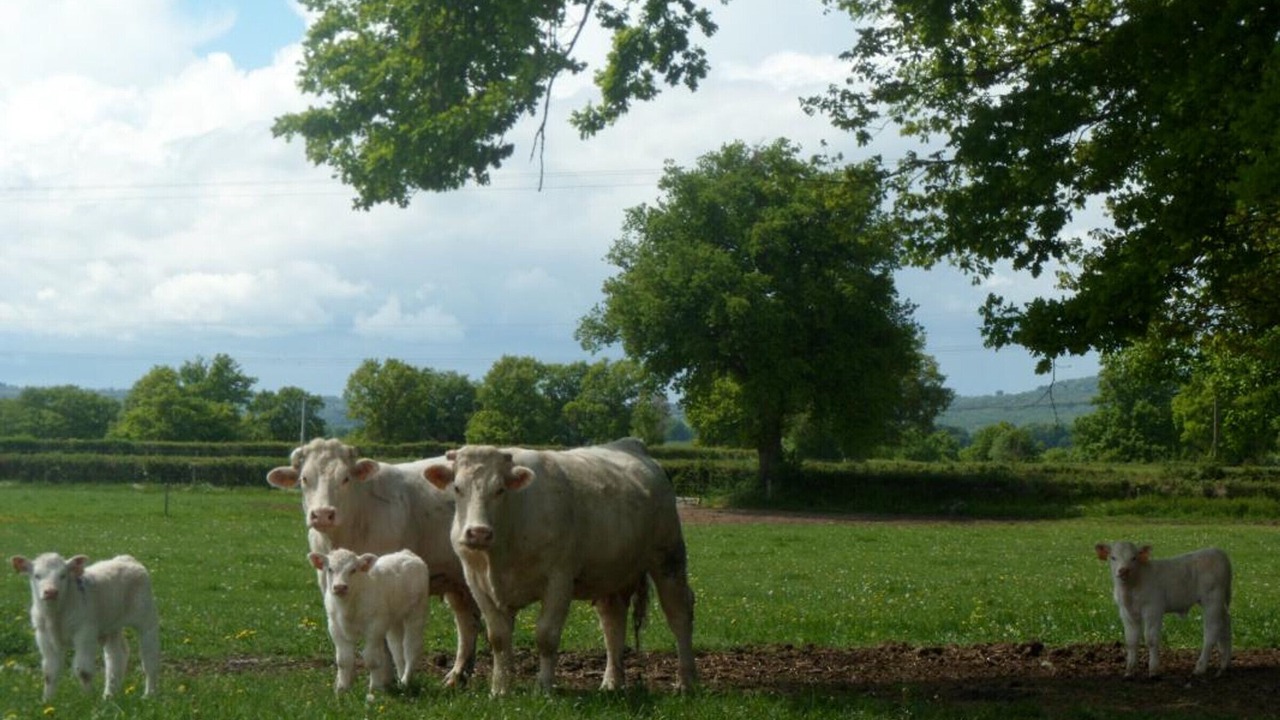 Photo of Outdoor in Souvigny