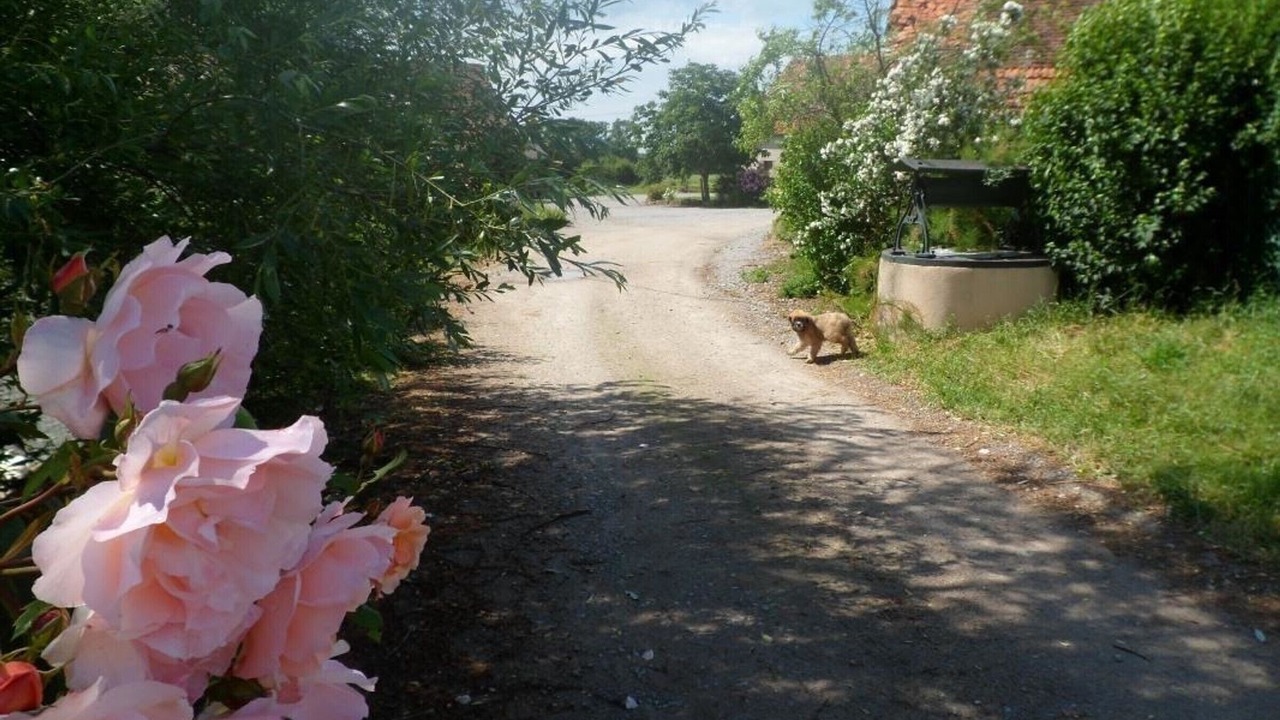 Photo of Outdoor in Souvigny