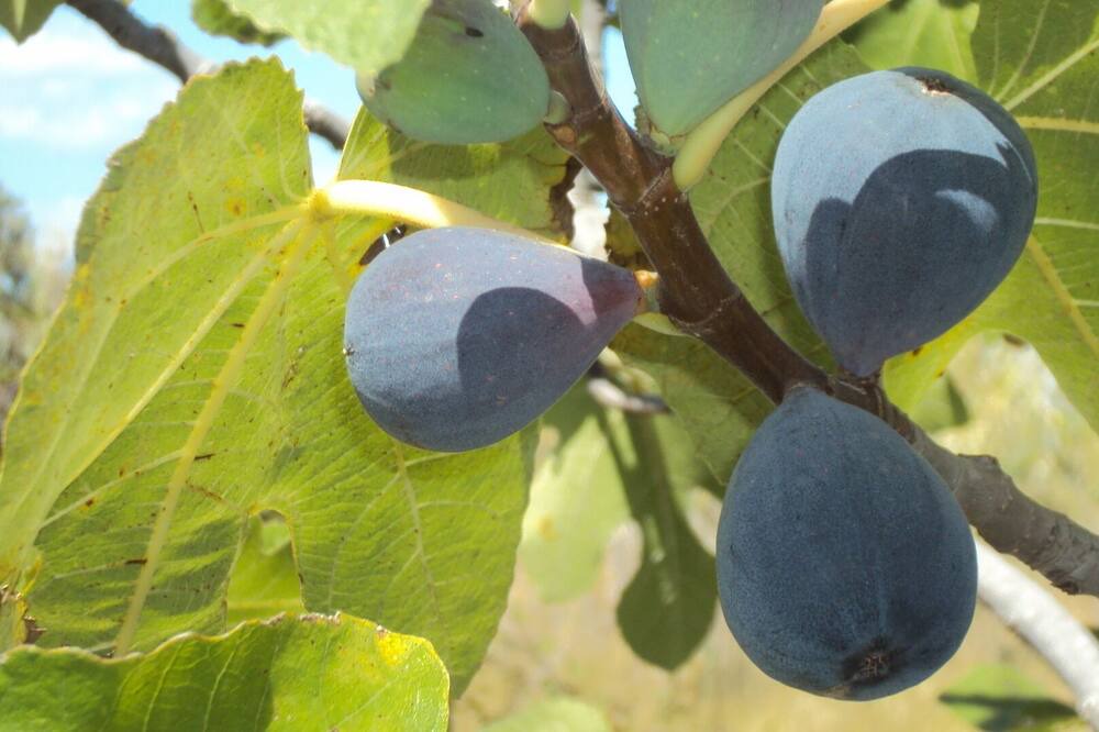 Photo of Outdoor in Tourbes