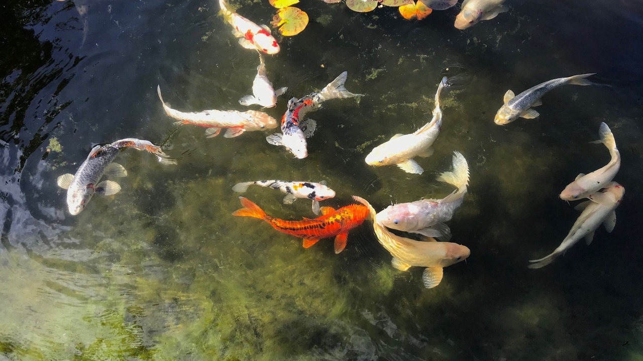 Photo of Outdoor in West Junior College