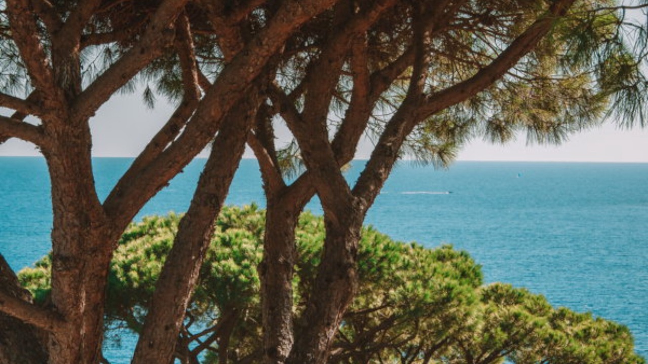 Photo of Bedroom in La Croix-Valmer