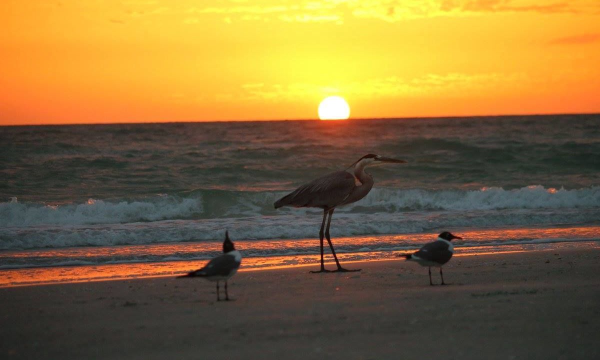 Photo of Others in Sunset Reef
