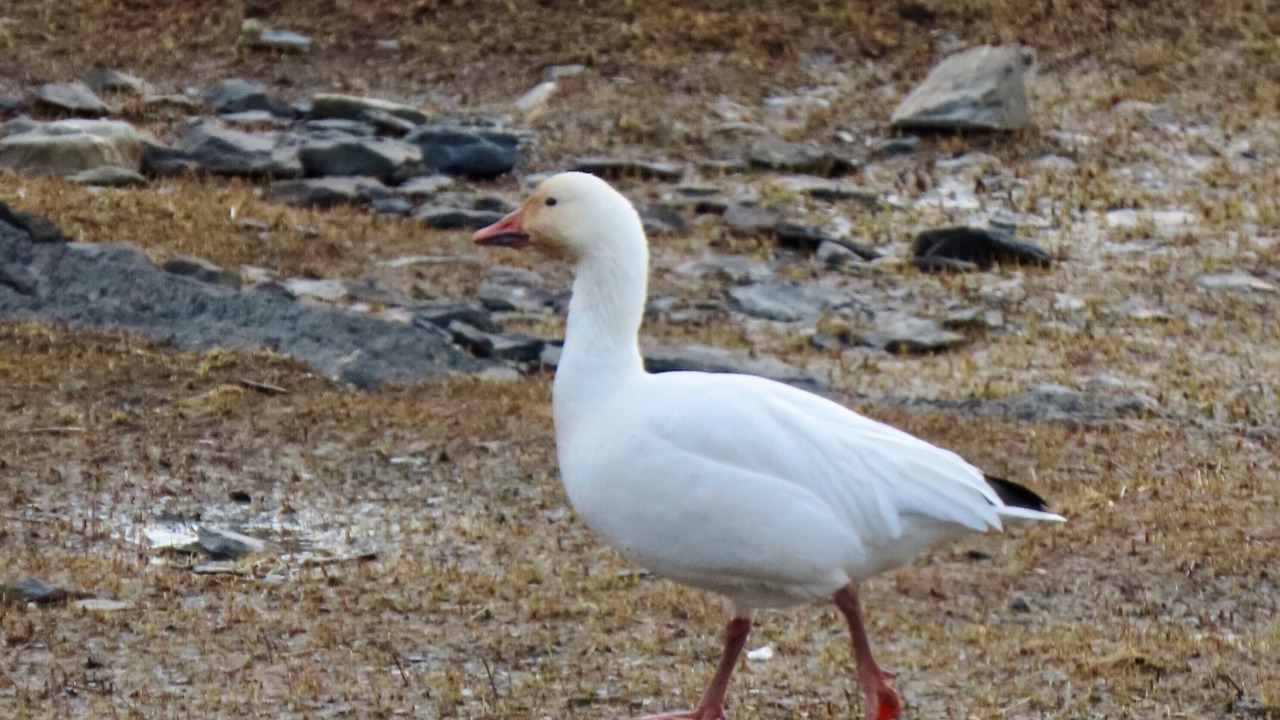 Photo of Outdoor in Saint-Antoine-de-l'Isle-aux-Grues