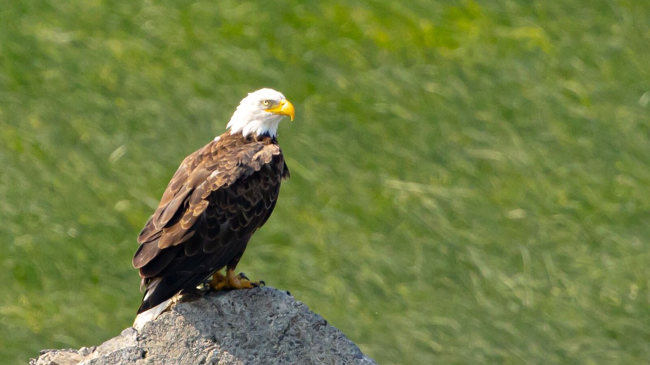 Photo of Outdoor in Saint-Antoine-de-l'Isle-aux-Grues