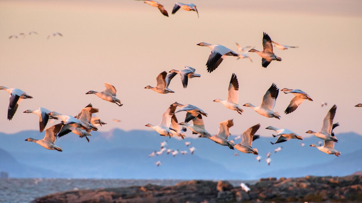 Photo of Outdoor in Saint-Antoine-de-l'Isle-aux-Grues