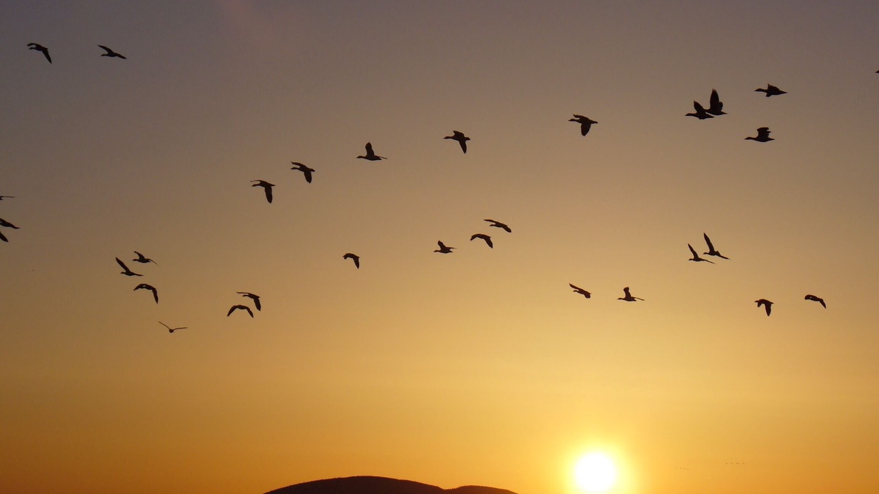 Photo of Outdoor in Saint-Antoine-de-l'Isle-aux-Grues