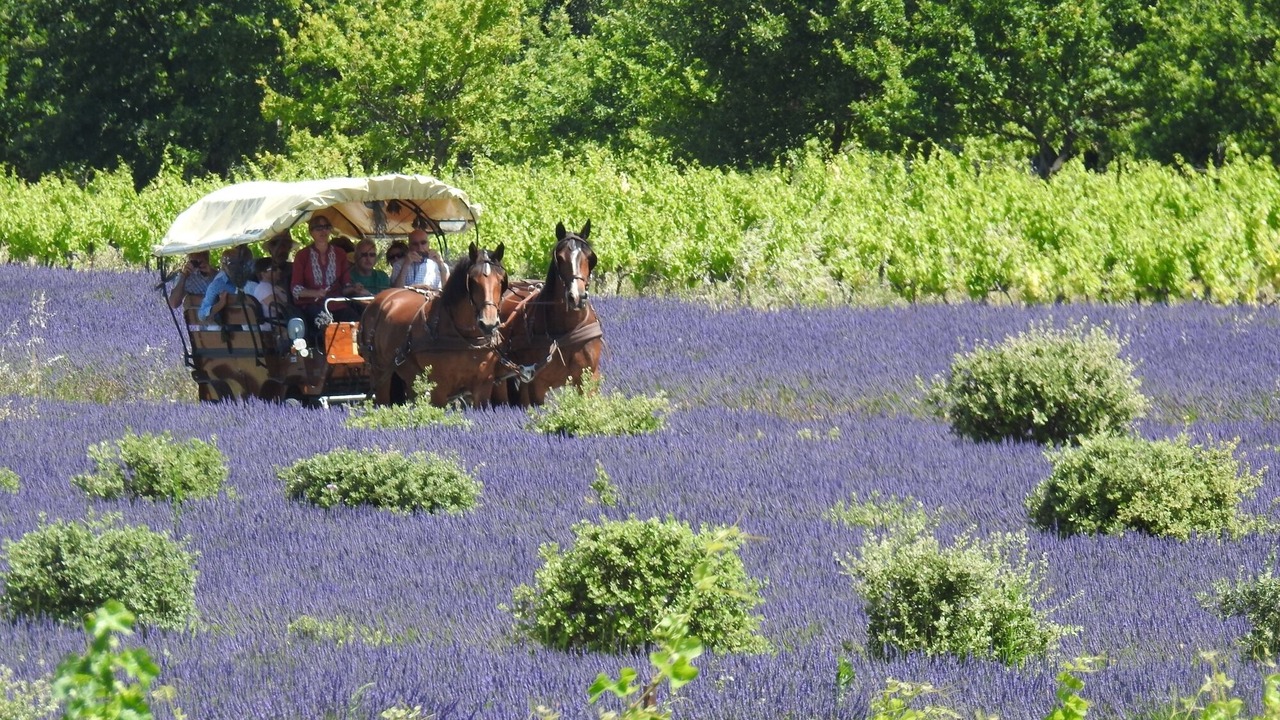 Photo of Others in Vaison-la-Romaine