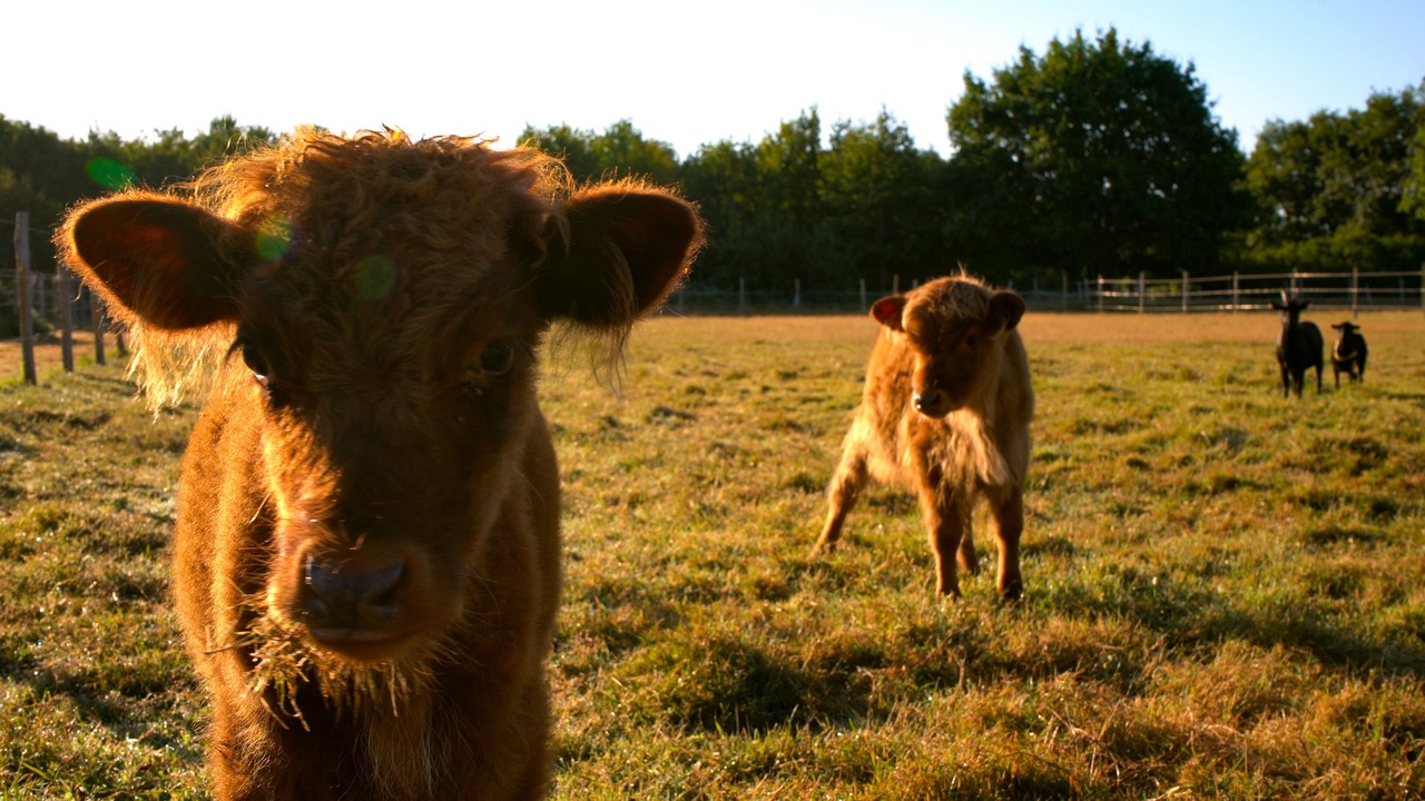 Photo of Others in Sallertaine