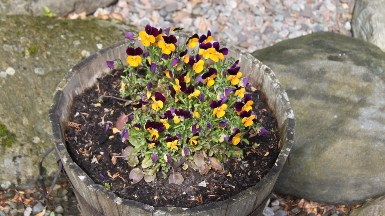 Photo of Outdoor in St Fillans