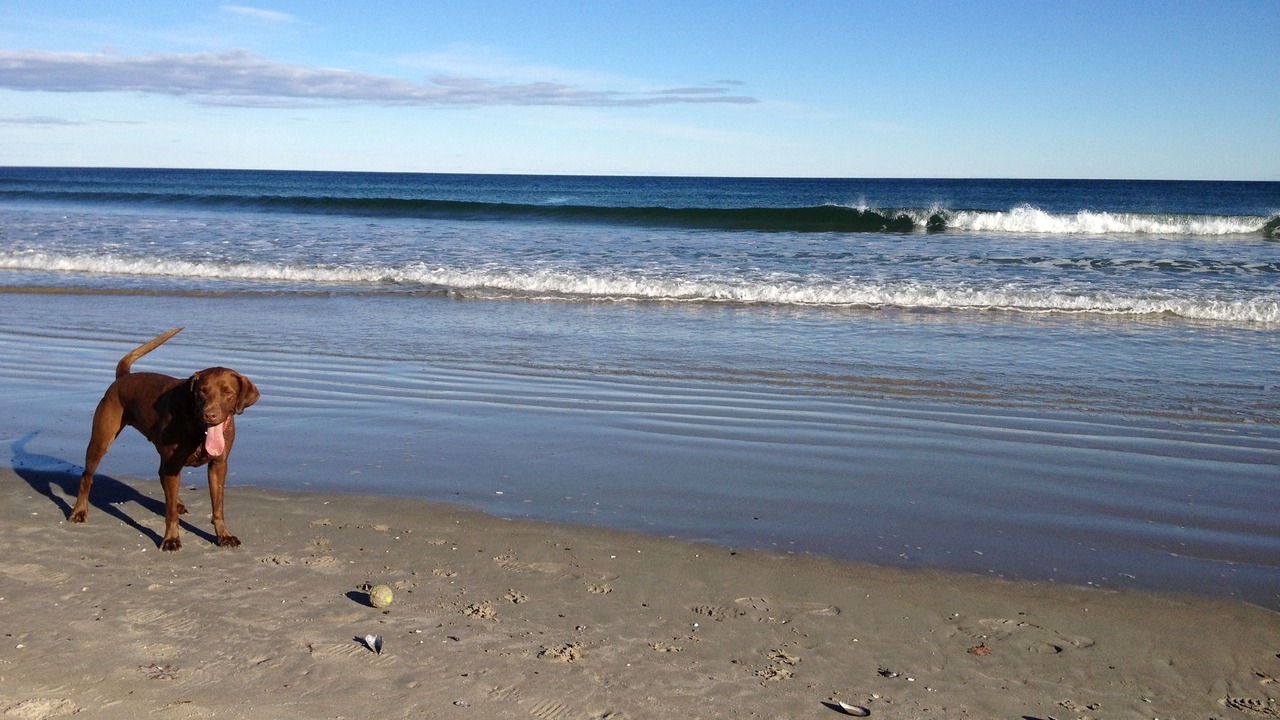 Photo of Others in Ogunquit